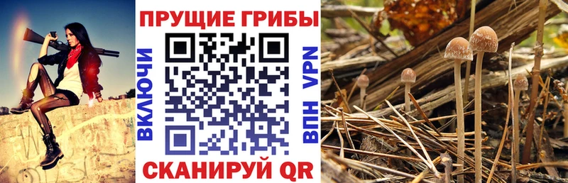 купить   Калачинск  Псилоцибиновые грибы Magic Shrooms 